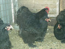 Cochinchina negru