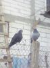 Fotografii-0091