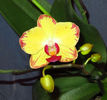 Phalaenopsis Bee Sting