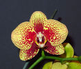 Phalaenopsis Elegant Karin Aloha