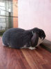 8 LUNI-6,5 KG