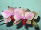 Phalaenopsis Ravenna