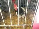 DSCN0293