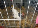 DSCN0294
