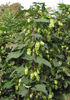 Hop_bloemen_vrouwelijke_plant_Humulus_lupulus_female