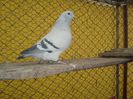 MURO DSC03993
