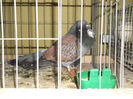 DSCF4936