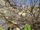 lonicera fragrantissima 2