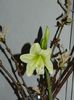 DSCN0954 Amaryllis Kolibri??? si castan inflorit