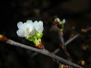 DSCN0985