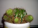 mammillaria 4036