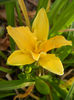 Hemerocallis Stella de Oro (2013, Nov.03)