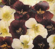Condurasi -tropaeolum-minus-night-and-day
