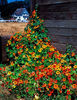 Condurasi Trailing Mixed -inaltime 150-200 cm