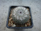 Mammillaria acanthophlegma      Lehm. 1832