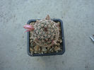 Mammillaria alamensis     R.T.Craig 1945