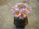 Mammillaria alamensis  R.T.Craig 1945