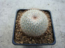 Mammillaria albicoma      Boed. 1929