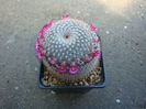 Mammillaria albicoma  Boed. 1929