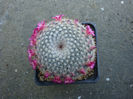 Mammillaria albicoma Boed. 1929