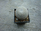 Mammillaria albidula     Backeb.1961