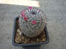 Mammillaria albilanata ssp. oaxacana    D.R. Hunt 1997