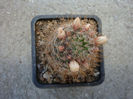Mammillaria aljibensis     Schmoll 1935