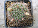 Mammillaria aljibensis   Schmoll 1935