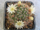 Mammillaria aljibensis  Schmoll 1935