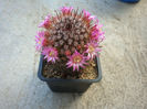 Mammillaria angelensis  R.T. Craig bis 1945