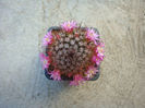 Mammillaria angelensis R.T. Craig bis 1945