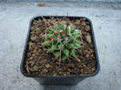 Mammillaria angularis  G.K. Link & Otto 1837