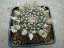 Mammillaria applanata   Salm-Dyck 1850