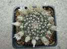 Mammillaria applanata  Salm-Dyck 1850