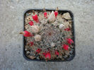 Mammillaria applanata Salm-Dyck 1850