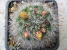 Mammillaria aureilanata     Backeg.1938