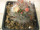 Mammillaria aureilanata    Backeb.1938