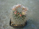 Mammillaria aureilanata   Backeb.1938