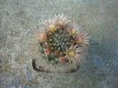 Mammillaria aureilanata  Backeb.1938