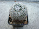 Mammillaria bachmannii          Boed. 1929