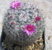 Mammillaria bachmannii         Boed. 1929