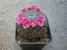 Mammillaria bachmannii      Boed. 1929
