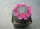 Mammillaria bachmannii  Boed. 1929