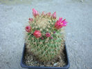 Mammillaria backebergiana    F.G. Buchenau 1966