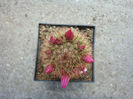 Mammillaria backebergiana F.G. Buchenau 1966