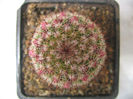 Mammillaria backebergiana ssp. backebergiana             F.G.Buchenau 1966