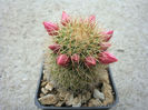 Mammillaria backebergiana ssp. backebergiana            F.G.Buchenau 1966