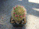 Mammillaria backebergiana ssp. backebergiana          F.G.Buchenau 1966