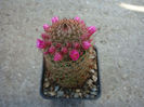Mammillaria backebergiana ssp. backebergiana        F.G.Buchenau 1966