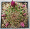 Mammillaria backebergiana ssp. backebergiana      F.G.Buchenau 1966